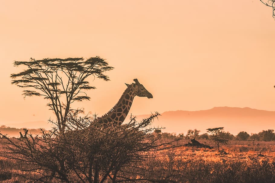 black and white giraffe on brown grass field, brown giraffe standing near trees, HD wallpaper
