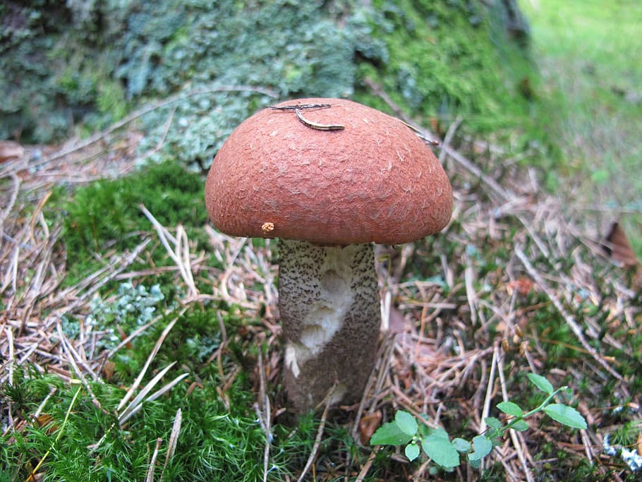 Fungus, Orange, Birch, Forest, orange birch, mushroom, nature HD wallpaper