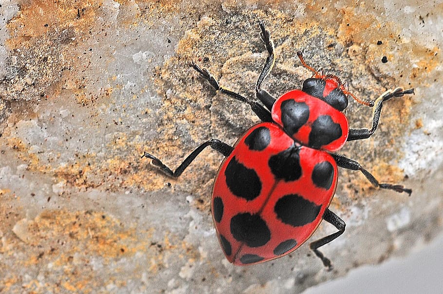 ladybug, macro, insect, nature, spotted, beetle, spring, ladybird HD wallpaper