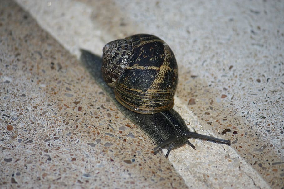 snail, animals, gastropod, animal themes, animal wildlife, animals in the wild HD wallpaper
