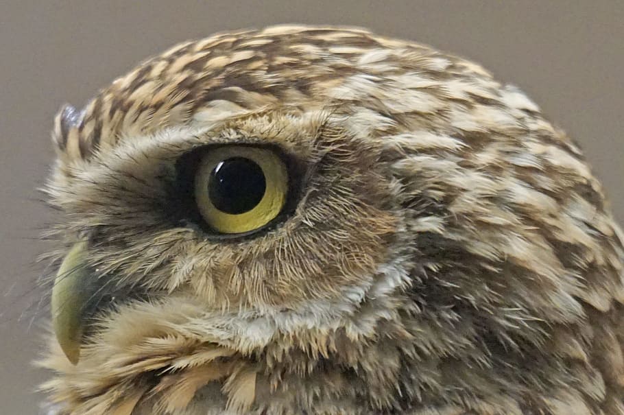 close up photo of owl eye, bird, burrowing, bottom dwellers, animal themes