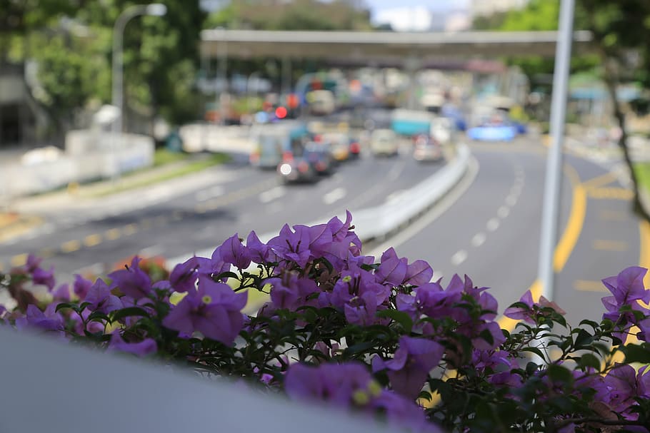 flower, violet, singapore, traffic, plant, flowering plant HD wallpaper