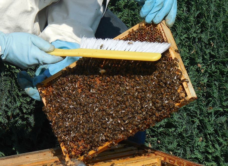 person holding brush and beehives, medium wall, bees, honey HD wallpaper