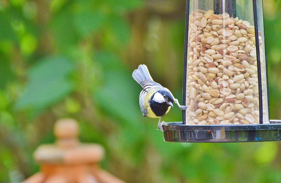 Tit, Bird, Foraging, Garden, Peanuts, animal, food, eat, cute HD wallpaper