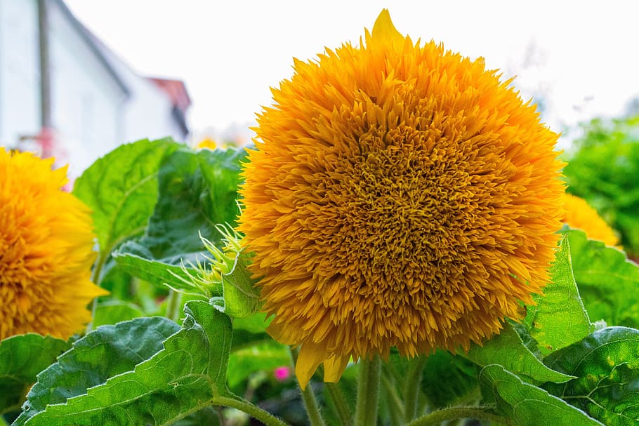Blossom, Bloom, Close, Yellow, flower, plant, freshness, outdoors HD wallpaper