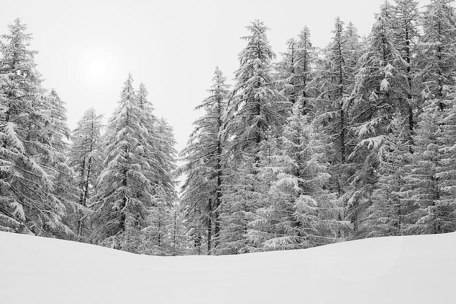 snow covered pine trees, forest, alps, nature, winter, snowy HD wallpaper