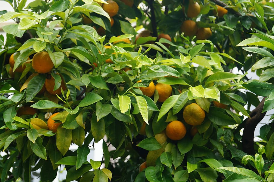 Oranges, Plant, Botany, fruit, citrus fruit, food and drink HD wallpaper