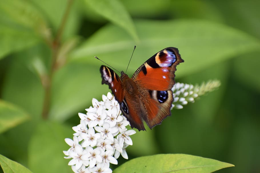 nature, bug, butterflies, sheet, no person, animal kingdom HD wallpaper