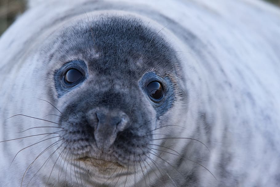 seal, grey seal, wild, wildlife, nature, close up, one animal, HD wallpaper