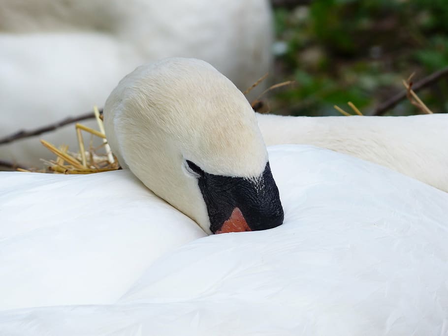 swan, sleep, rest, breed, nest, swan's nest, animal, bird, nature HD wallpaper