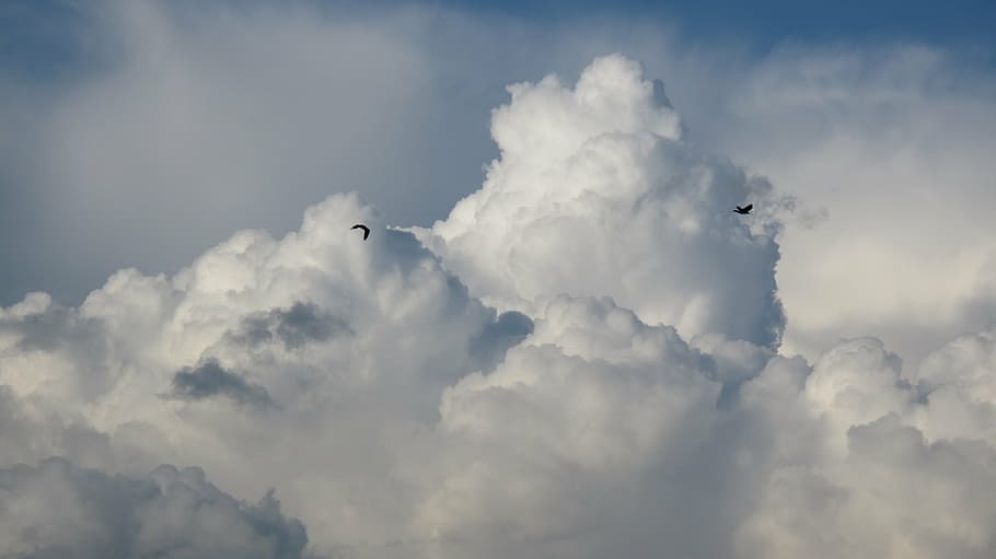 photo of two flying birds over clouds, storm, dark clouds, nature HD wallpaper