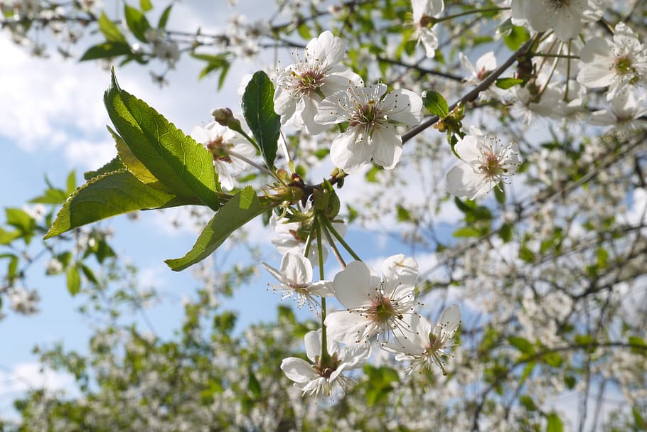 flowers, cherry, fruit, spring, the background, sky, summer HD wallpaper
