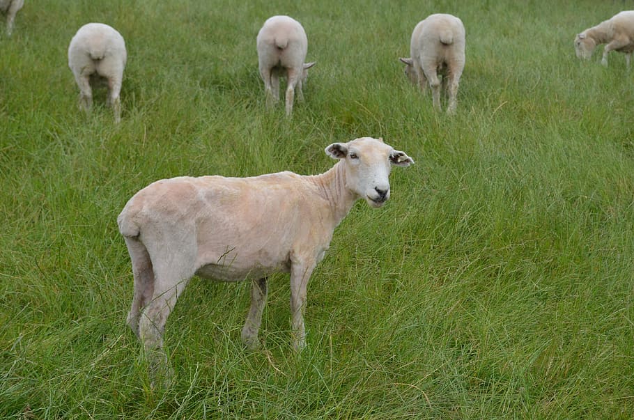 sheep, wool, green, grass, new zealand, meadow, butts, animal HD wallpaper