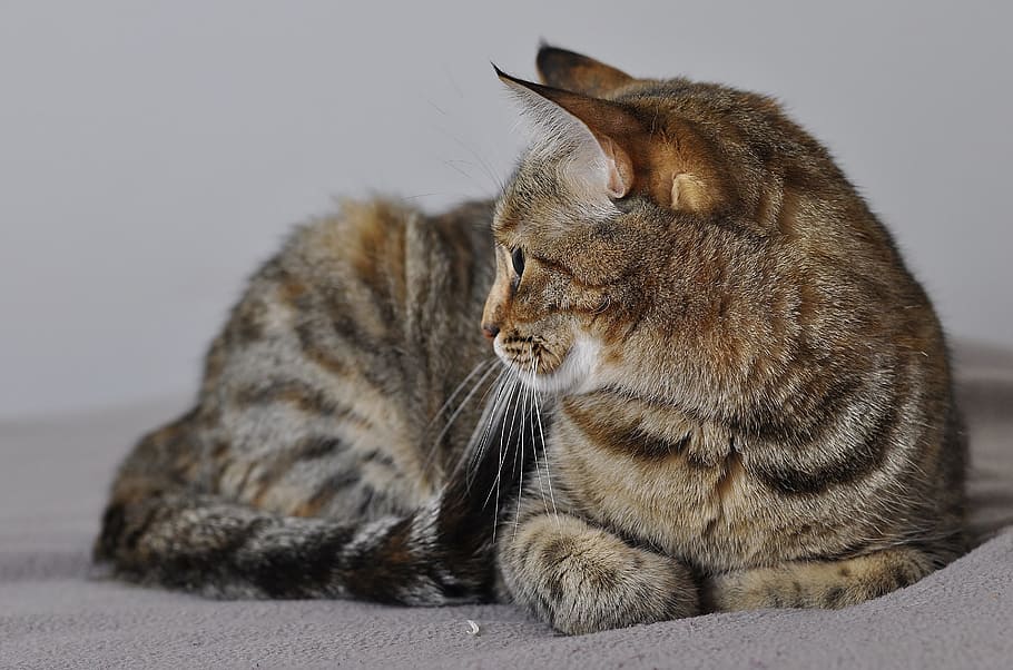 Cat, Tabby, Body, Cute, Pet, full body, striped, domestic cat HD wallpaper