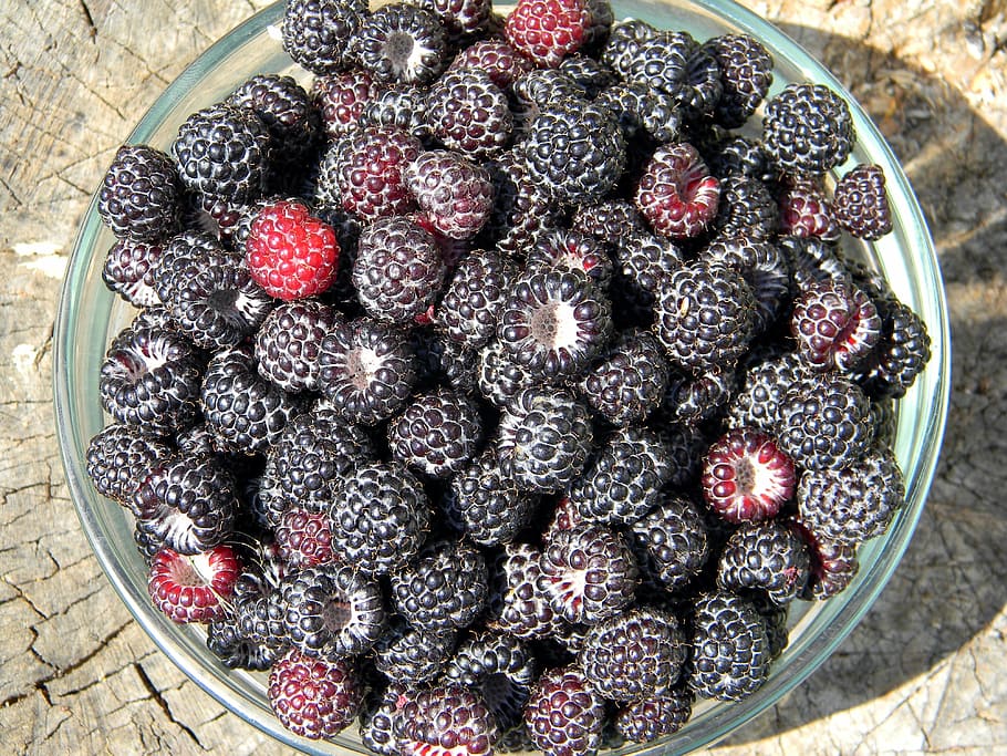 raspberry, black raspberry, ripe raspberry, black berries, harvest HD wallpaper