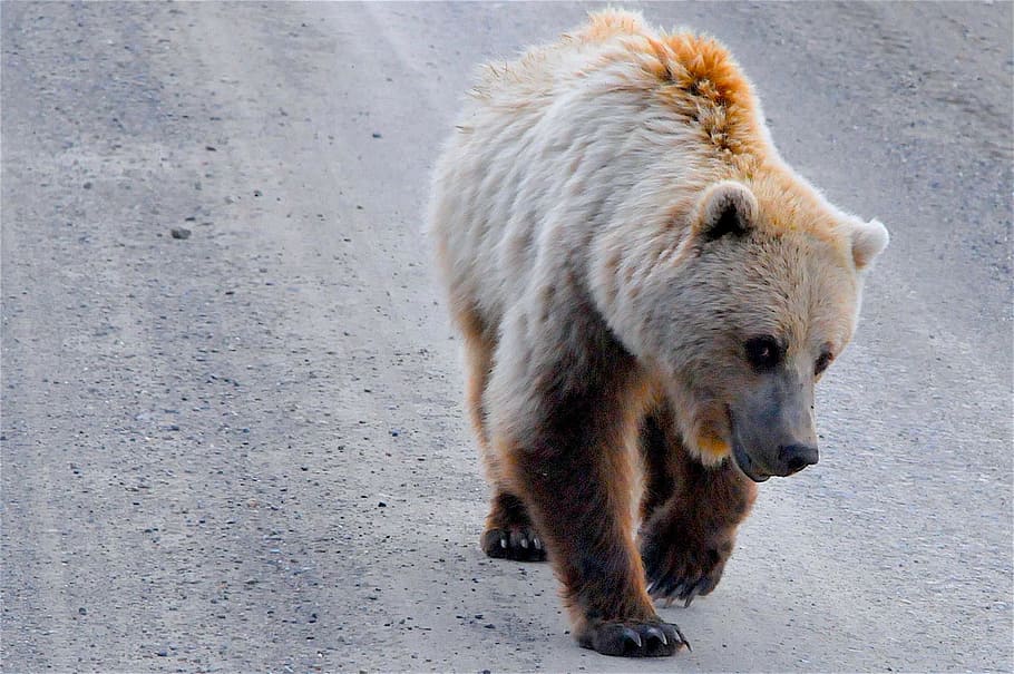 brown bear walking along rough road, grizzly bear, alaska, wildlife, HD wallpaper
