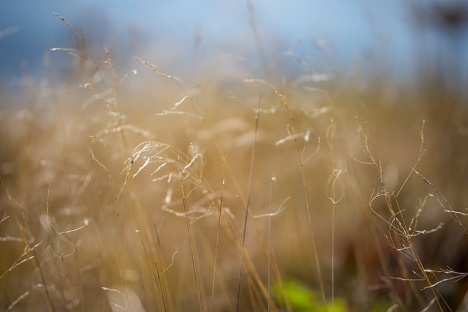 selective focus photography of brown grains, shallow focus photography of dandelion HD wallpaper