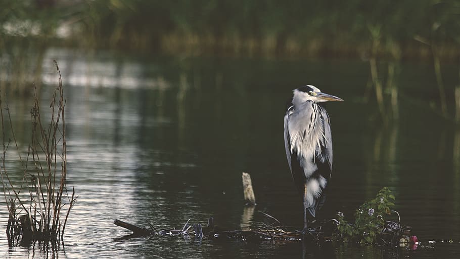 bird, beak, feather, animal, fly, water, river, vertebrate HD wallpaper