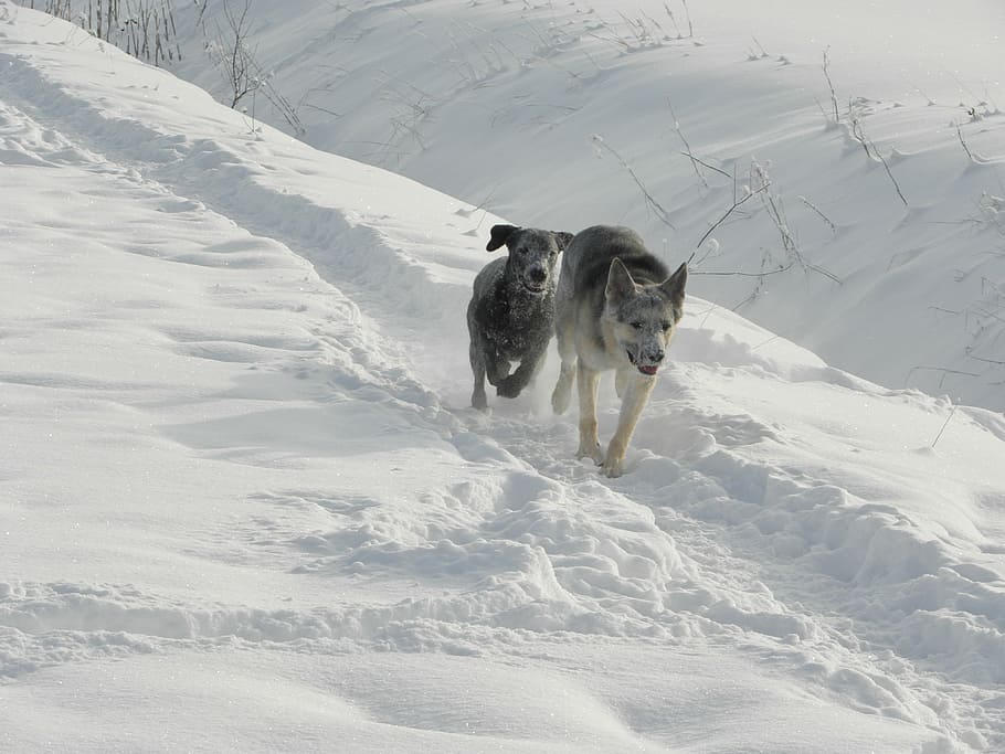 dog, snow, animal, winter, cold, running, frost, mammal, animal themes HD wallpaper