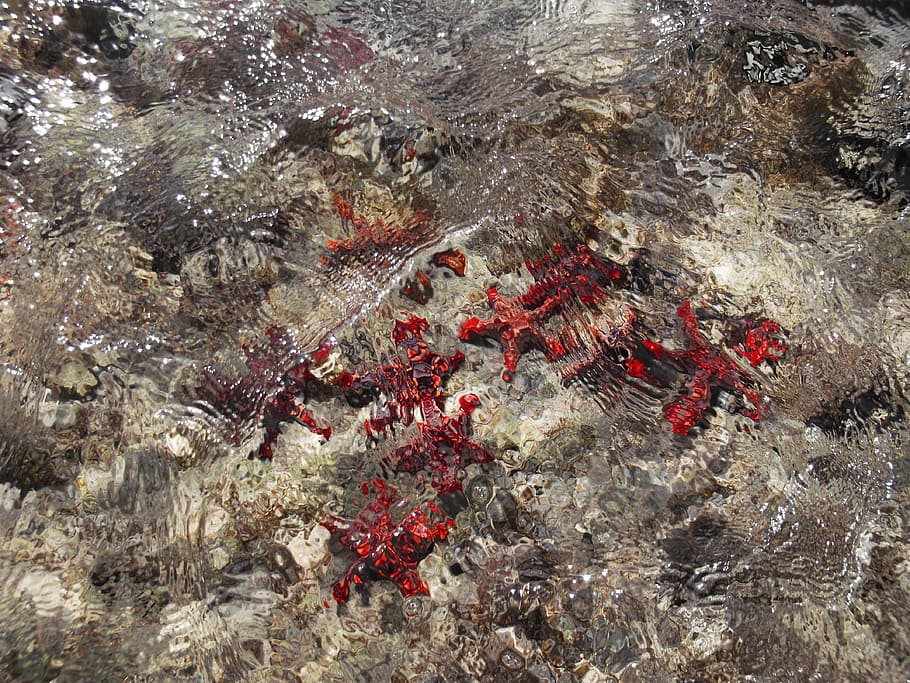 Starfish, Water, red, no people, day, close-up, nature, outdoors HD wallpaper