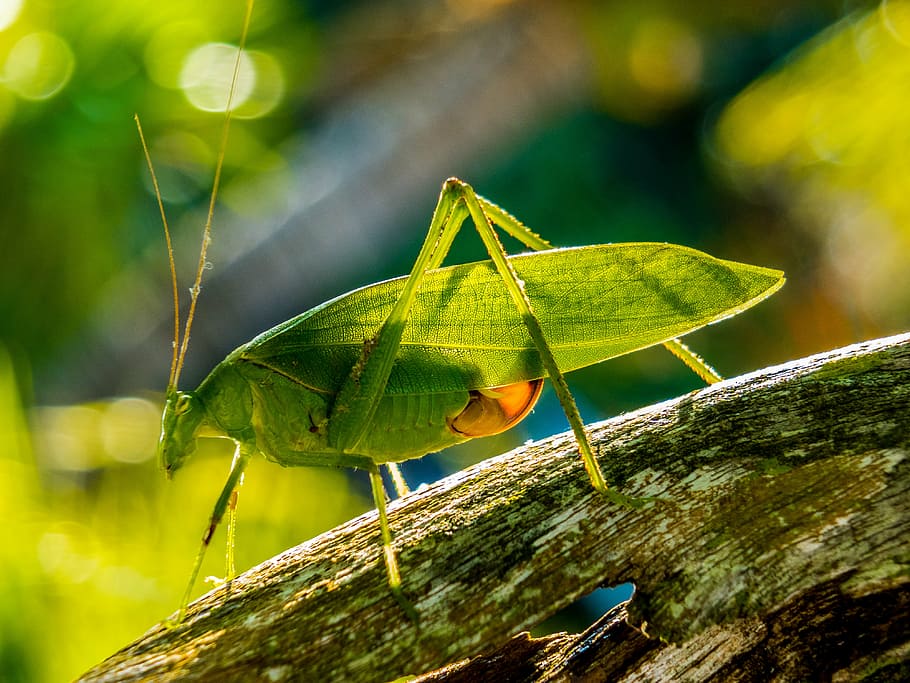 grasshopper, insect, close, green, leaf, plant part, green color HD wallpaper