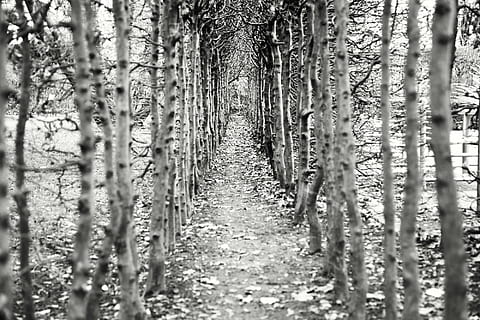 grayscale photo of trail between trees, away, empty, avenue HD wallpaper