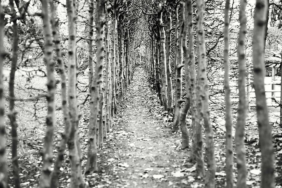 grayscale photo of trail between trees, away, empty, avenue HD wallpaper