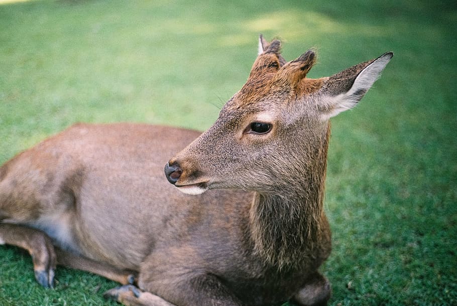 brown deer plush toy, green, grass, lawn, field, animal, wildlife HD wallpaper