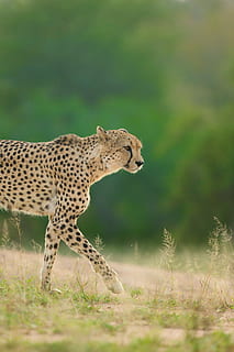 selective focus photo of cheetah, Cheetah on ground, green, landscape HD wallpaper