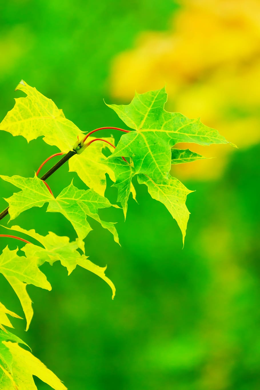 green leaf plant, autumn, bright, color, colored, colorful, fall