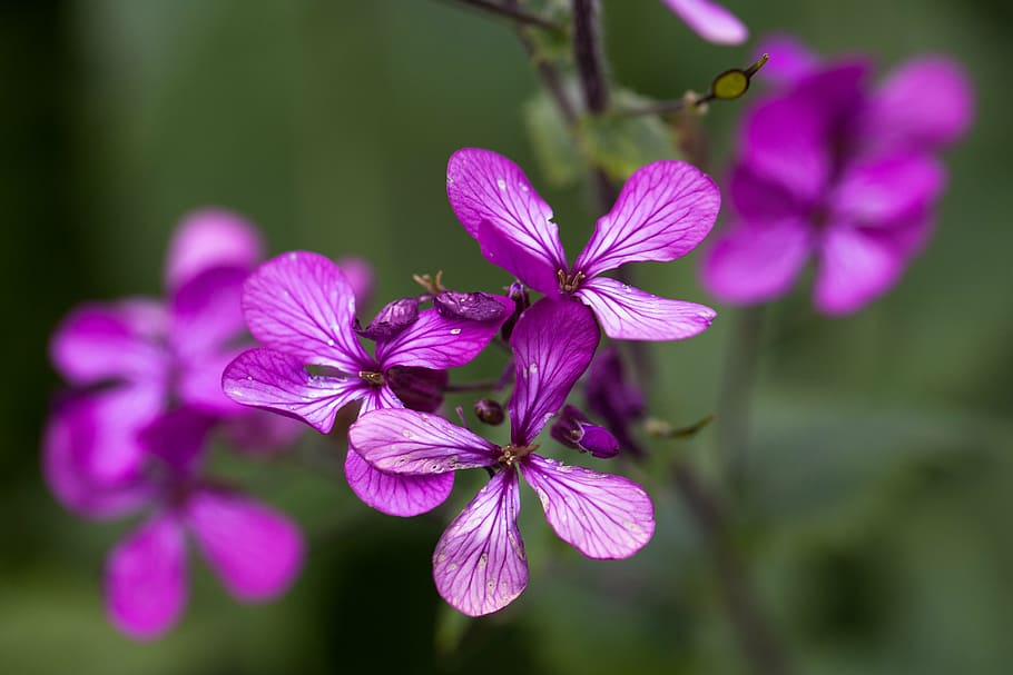 selective focus photo of purple 5-petaled flowers, pattern HD wallpaper