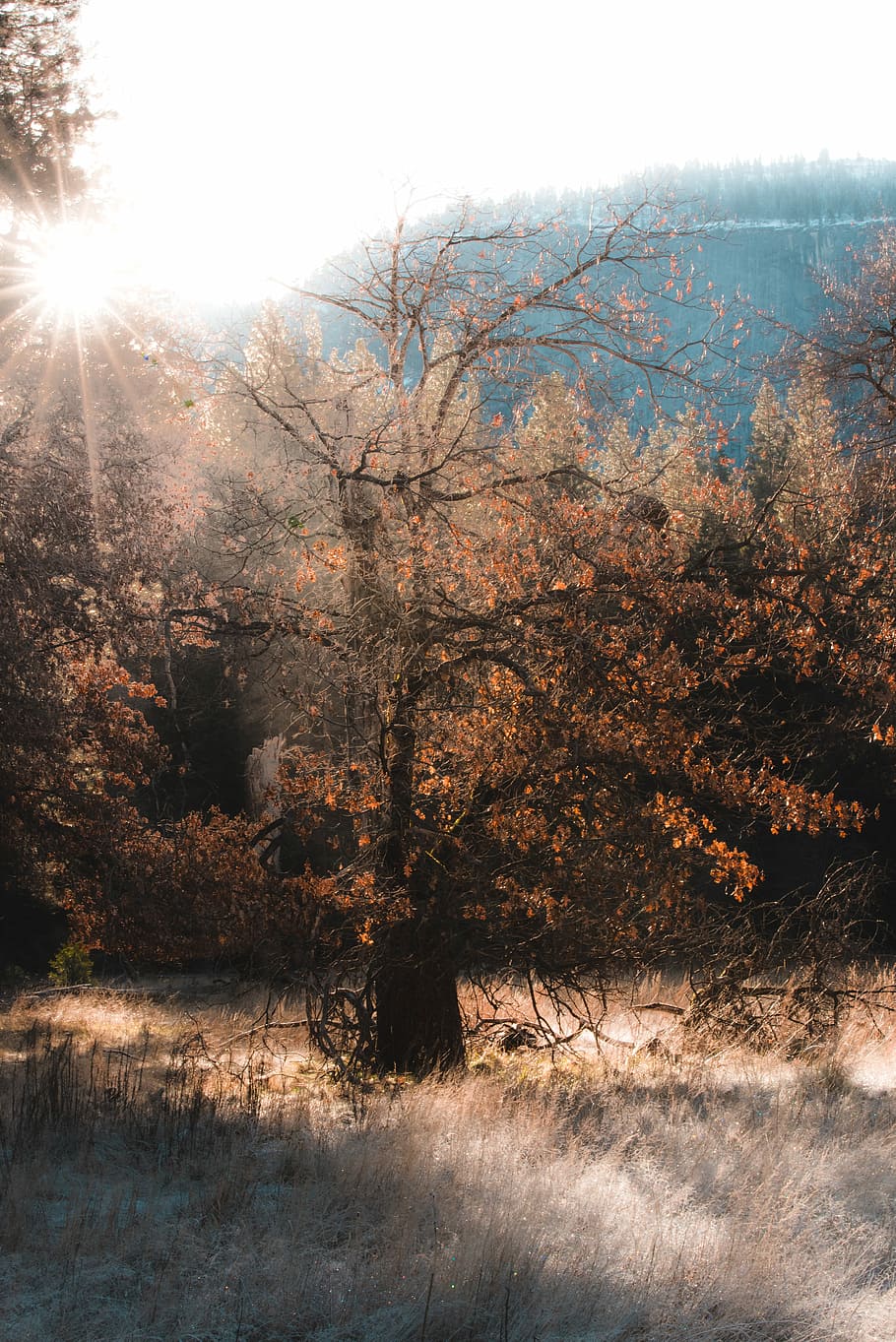 brown leafed tree, sun rays through orange tree, woodland, forest HD wallpaper