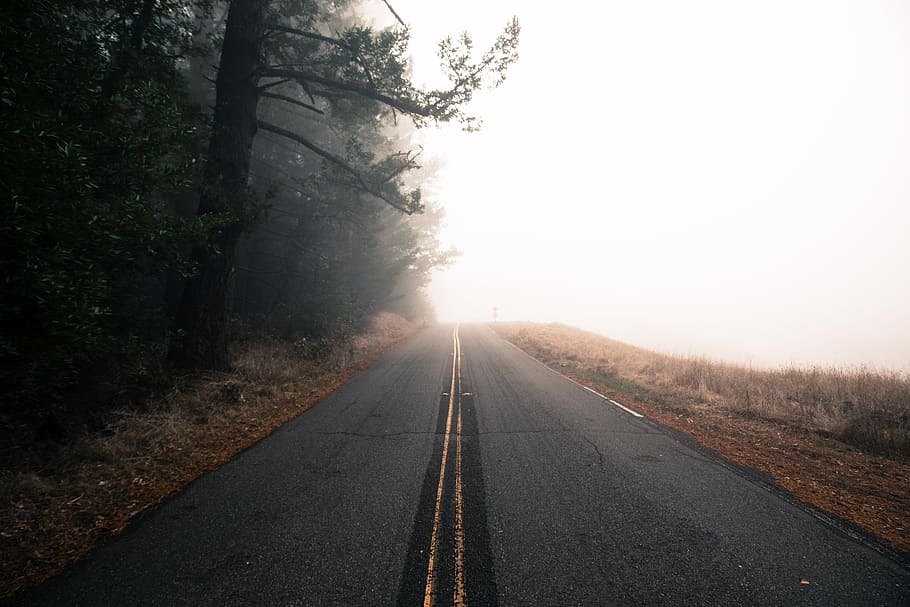 black asphalt road near tree, grey concrete straight road near trees HD wallpaper