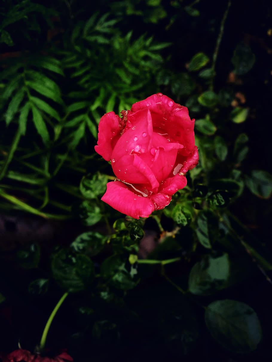nature, rose, flower, plant, beauty in nature, flowering plant HD wallpaper