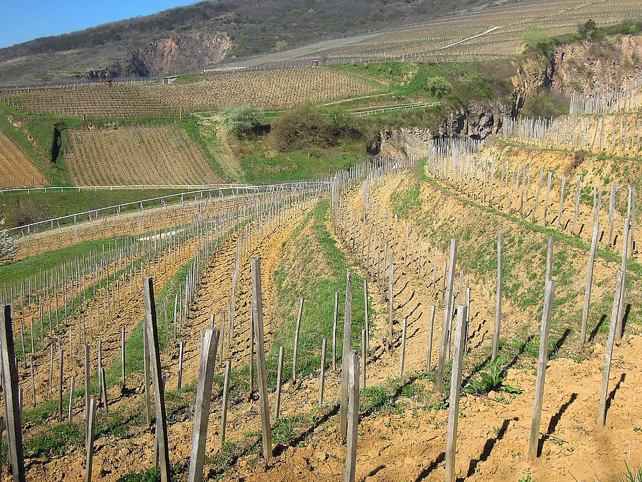 vineyard, grape, spring, plantation, terrace, terrace cultivation HD wallpaper