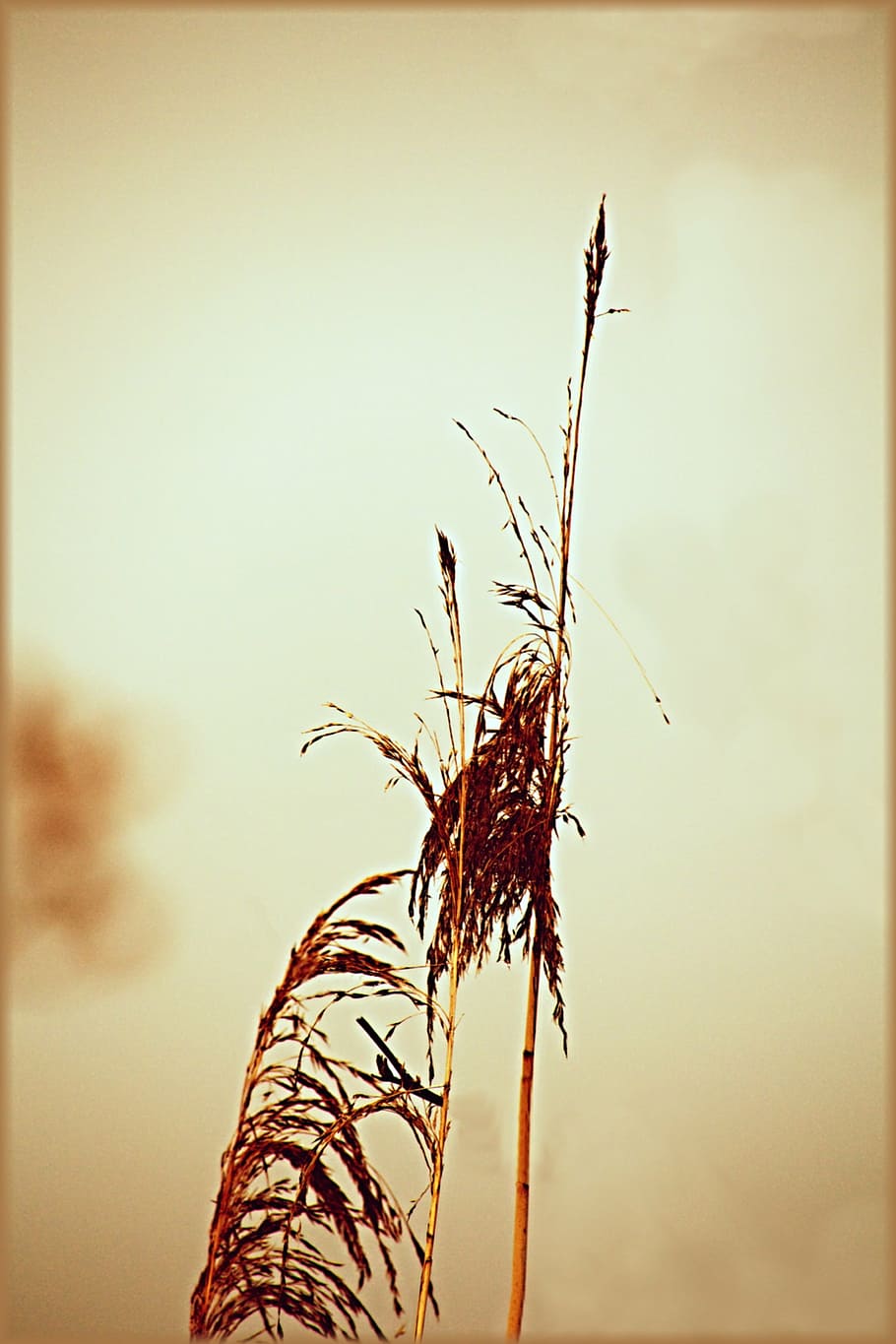 grass, lake, nature, plant, sky, growth, beauty in nature, no people HD wallpaper