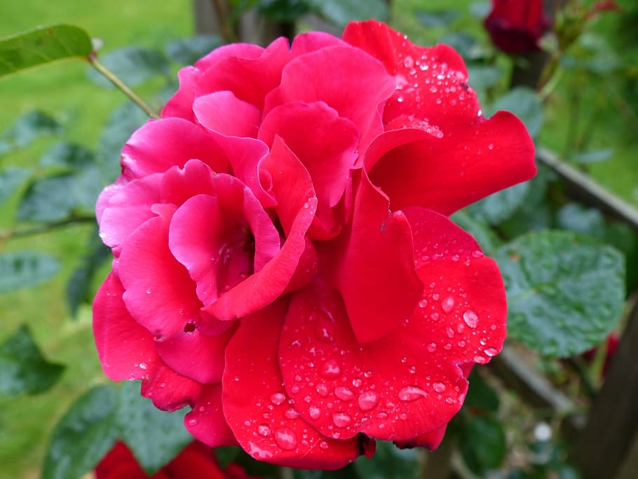 rose, red, moist, dew, drip, romantic, blossom, bloom, love HD wallpaper