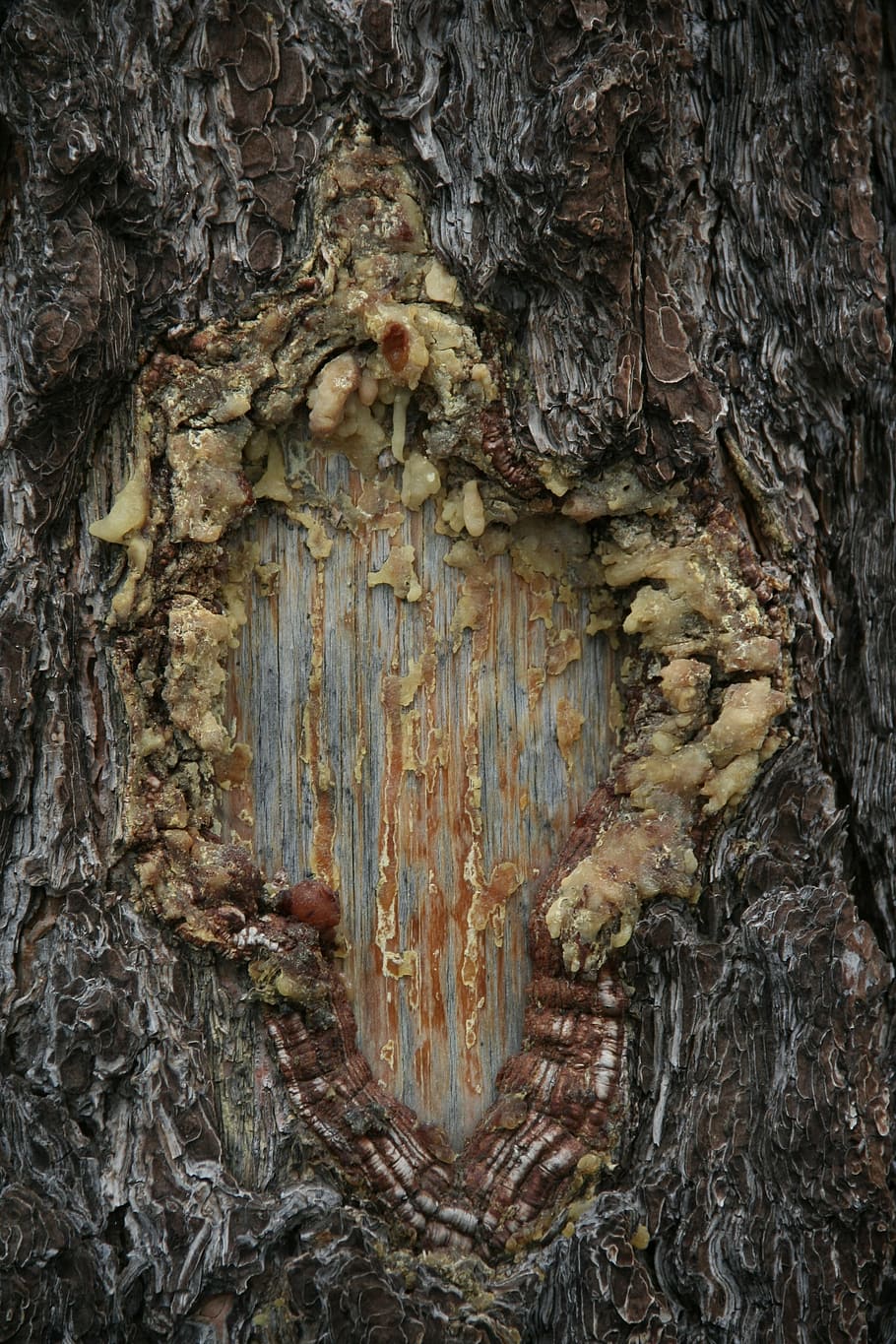 resin, tree, trunk, nature, forest, woods, tree trunk, textured HD wallpaper