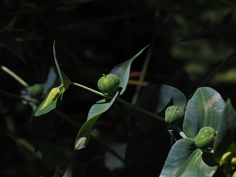 Euphorbia Lathyris, Spurge, spurge family, euphorbiaceae, seeds, HD wallpaper