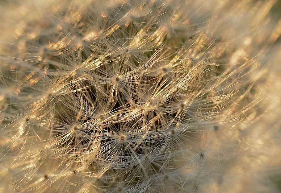 dandelion, flower, plant, sonchus oleraceus, nuns, macro, seeds HD wallpaper