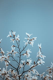White Magnolia, Blue Sky, Negative Space, white petaled flowers on isolated teal background HD wallpaper
