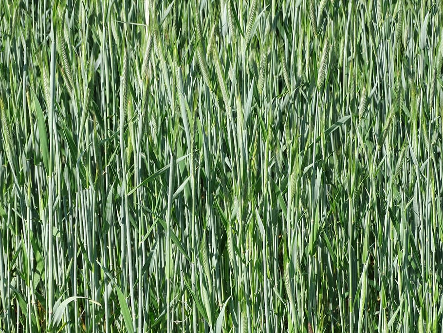 background, wheat, field, green, growth, plant, green color HD wallpaper
