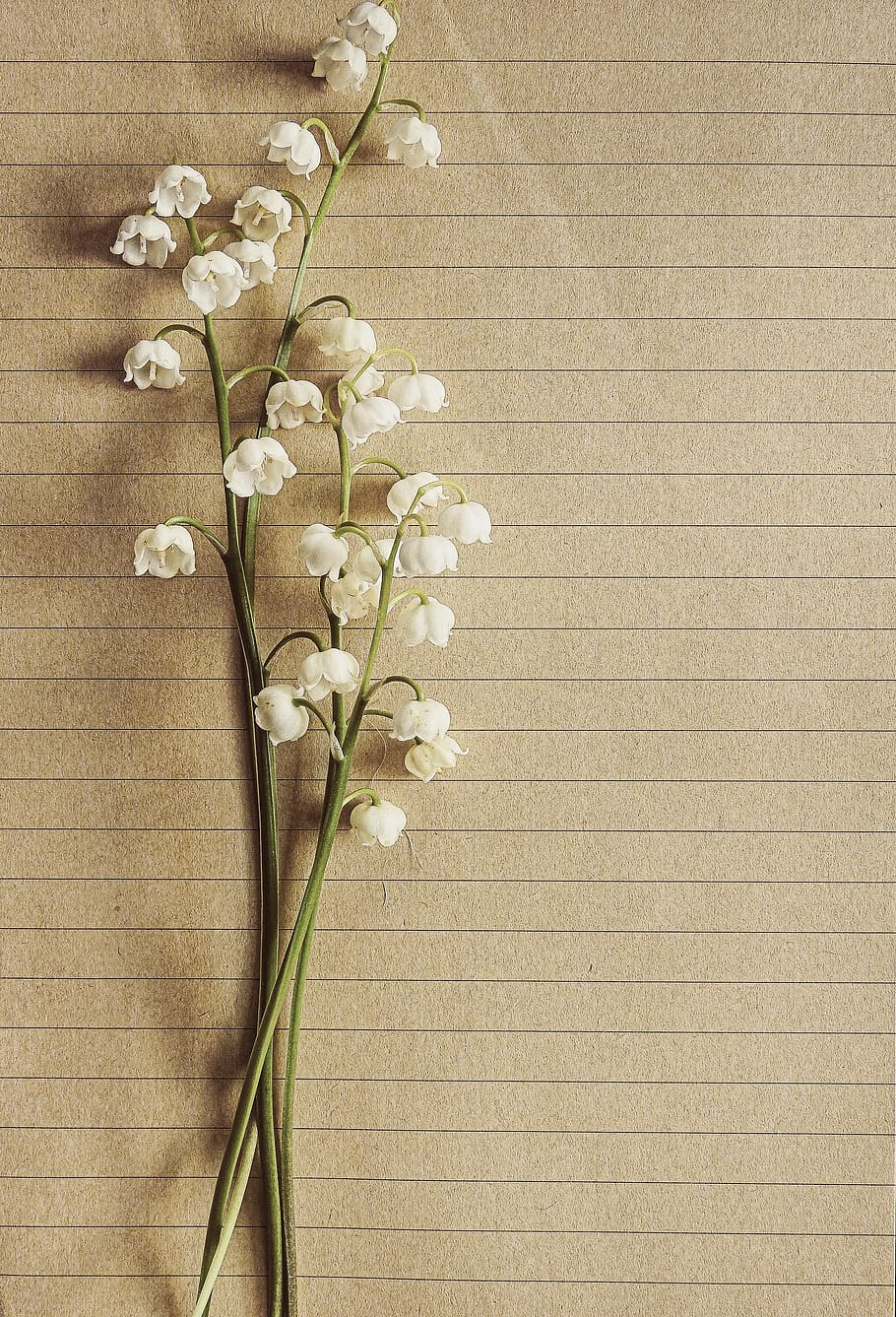 flowers, wall, petals, decoration, background, bloom, blooming HD wallpaper