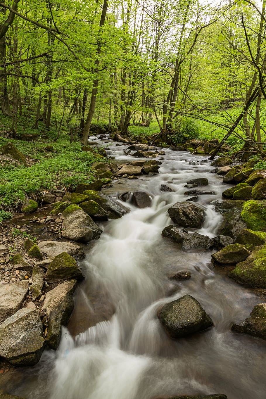 bach, water, river, movement, energy, flow, tree, forest, beauty in nature HD wallpaper