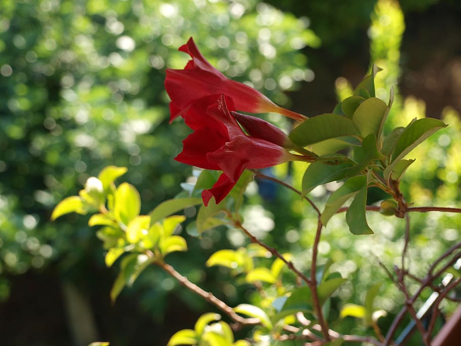 flower, nature, green, plant, beauty in nature, growth, flowering plant HD wallpaper