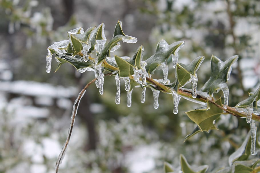 Icy, Ice Storm, nature, no people, plant, focus on foreground HD wallpaper