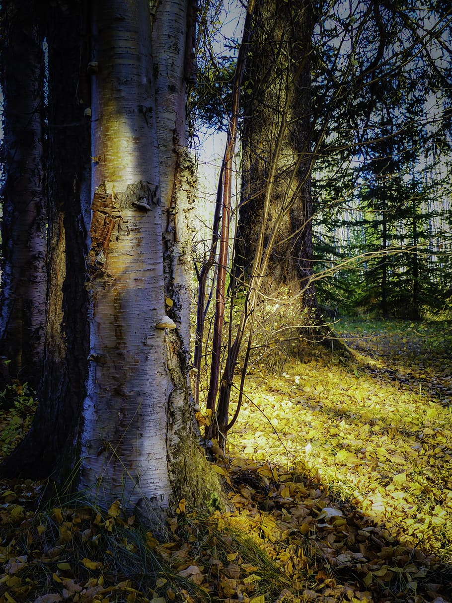 tree branch, autumn, fall, leaves, forest, foliage, nature HD wallpaper