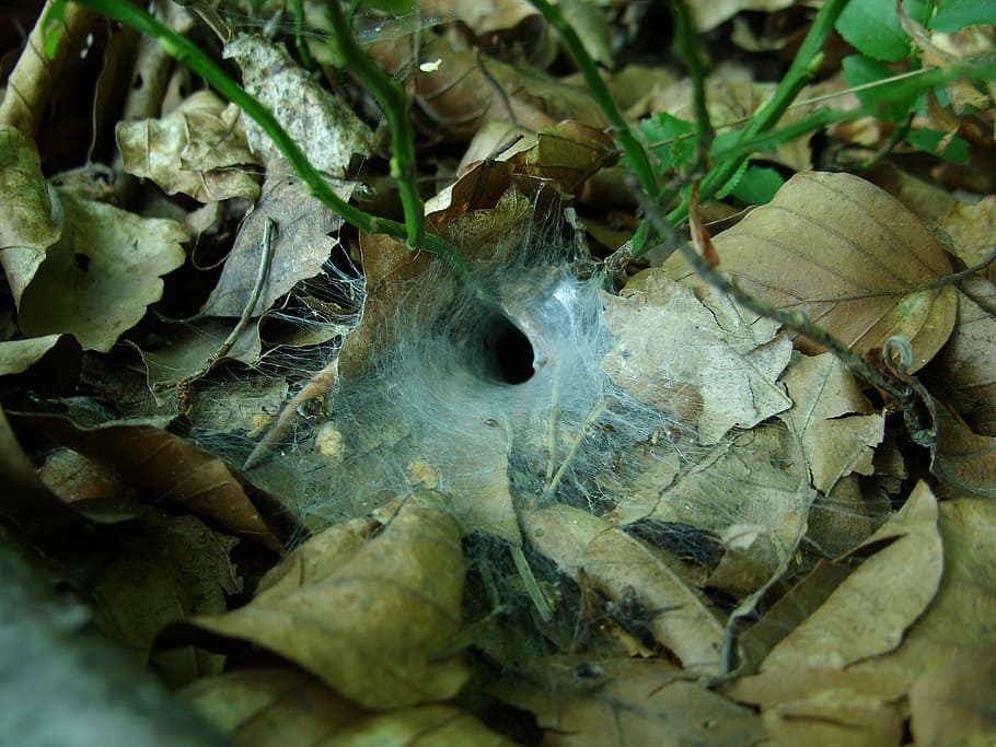 forest, cobweb, foliage, forest litter, macro, leaf, plant part HD wallpaper