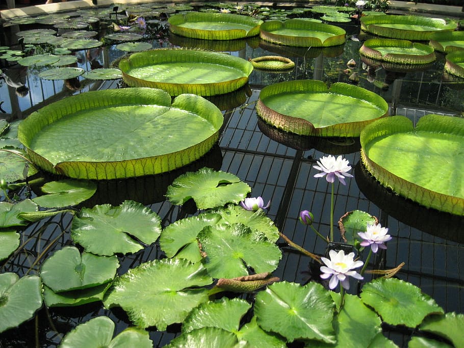 Lily Pad, Pond, Kew Gardens, Botanic, botanical, flower, green