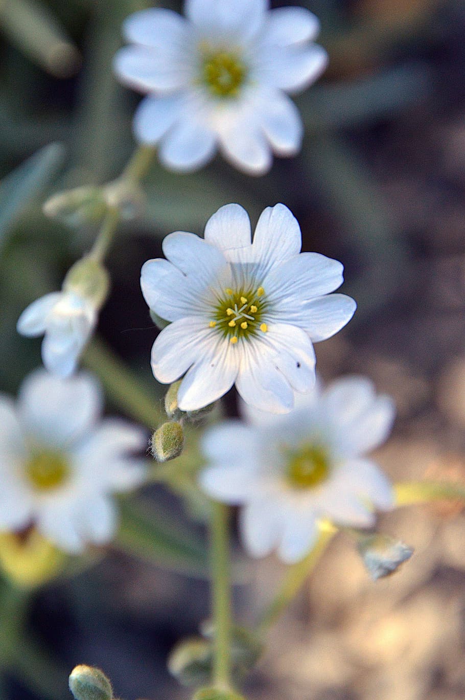 White, Spring, Flower, flowers, white flower, summer flowers HD wallpaper